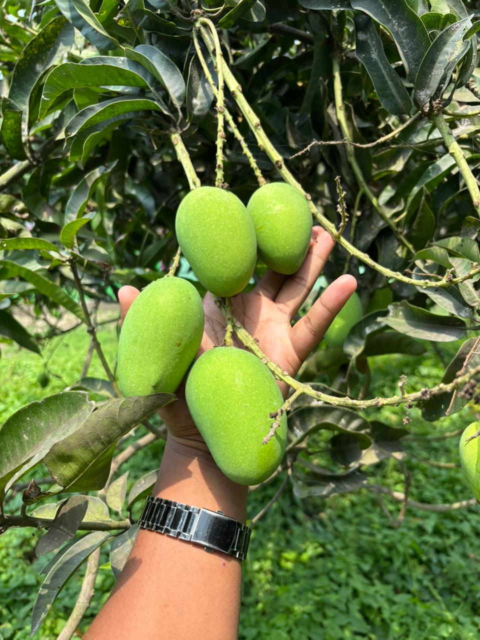 ফ্রেশ কাঁচামিঠা আম