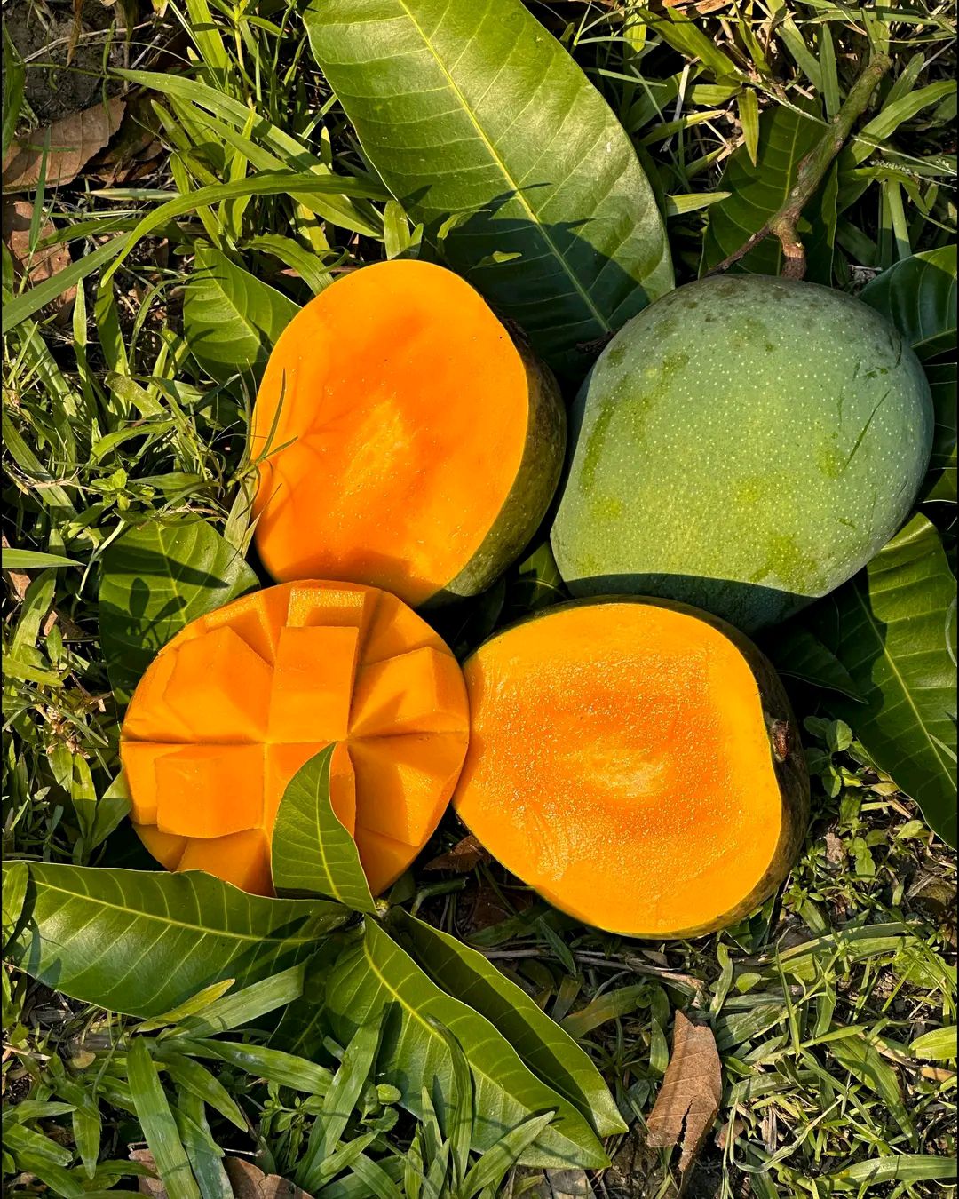 ১০ কেজি ফরমালিন মুক্ত গোবিন্দভোগ আম